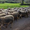 Séjour en Lozère-23.04.2018