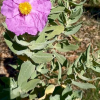 26 03 Cadières du Muy