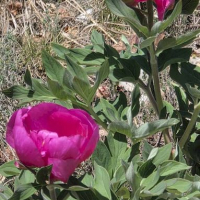 19 04 Col de Vence les pivoines