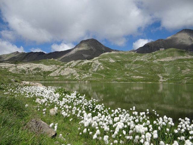 LINAIGRETTES AU BORD DU LAC DES ESTARIS